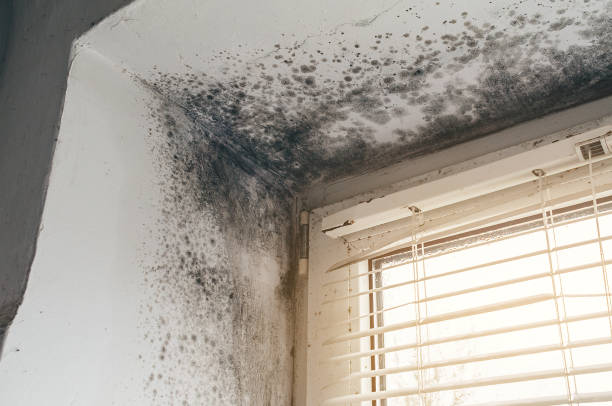 Affordable Commercial Mold Remediation solutions in Riverview, MI
